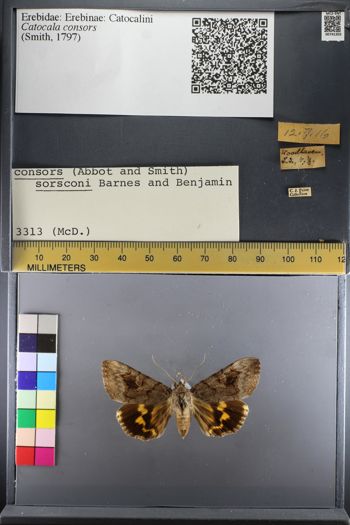 Media type: image;   Entomology 741203